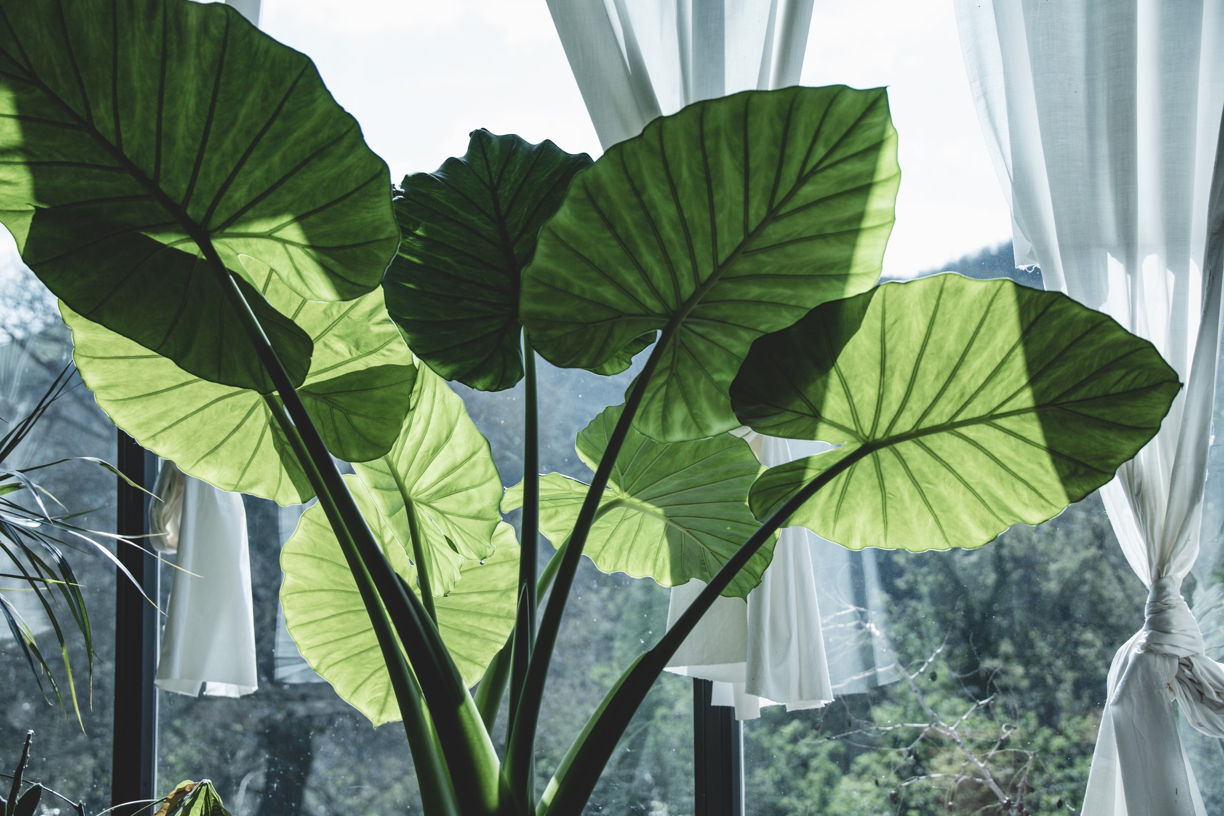 Elephant Ears plants indoor